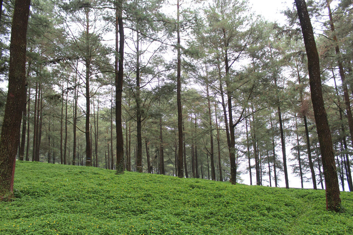 Hutan Pinus Limpakuwus di Kecamatan Sumbang